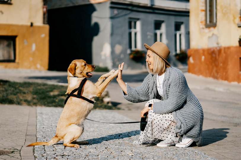 yoga com pets