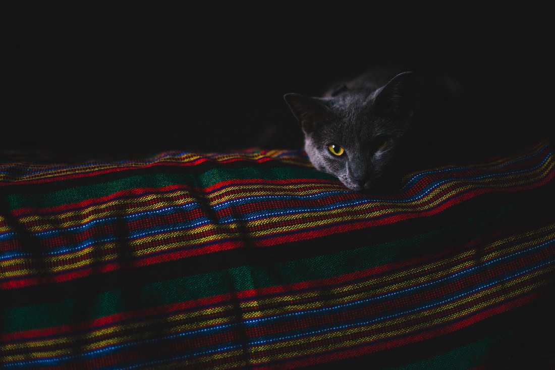 Acampar com Cão